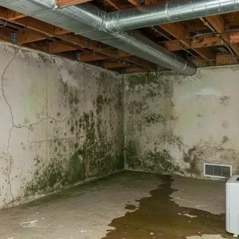 Professional Mold Removal in Hoxie, KS